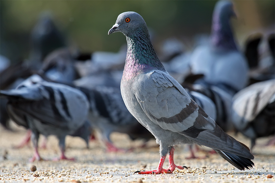 Pigeon Net for Windows in Chennai: A Smart Solution for Urban Living
