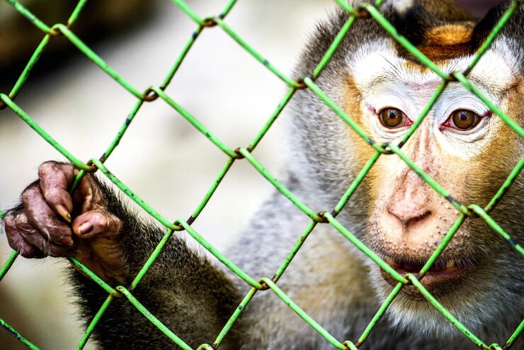 Monkey Safety Nets: Essential Protection for Urban and Residential Spaces