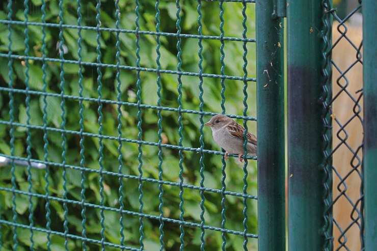 Duct Area Bird & Pigeon Nets: Protecting Your Property from Unwanted Intrusion