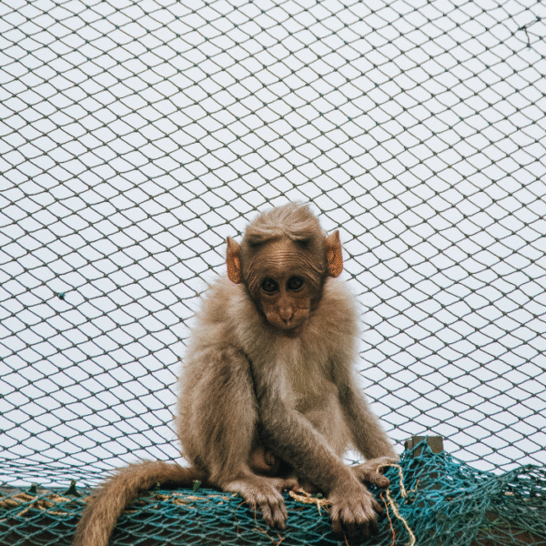 Monkey Safety Nets - Image 3