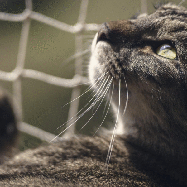 Pets Safety Nets - Image 3