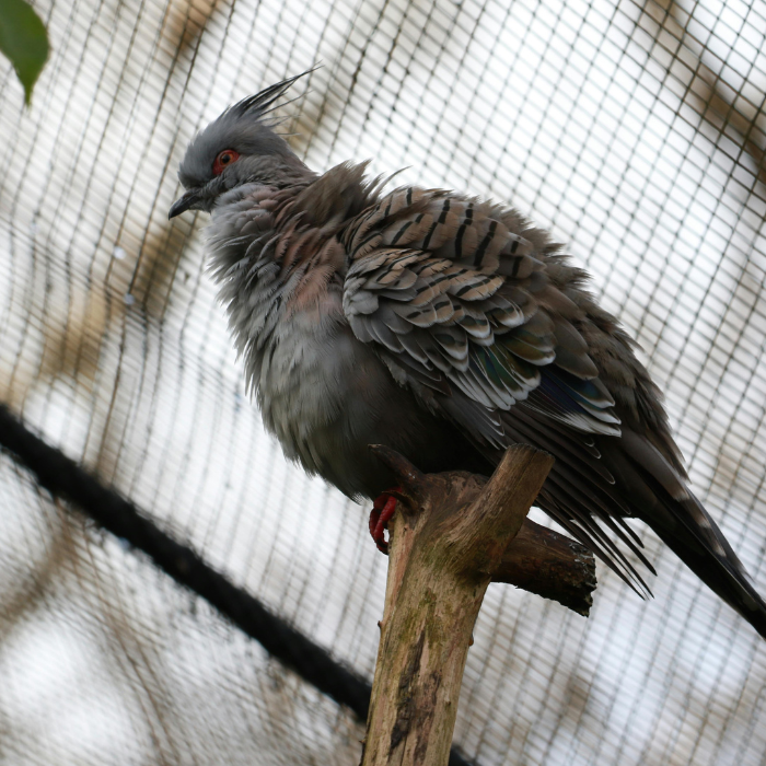 Pigeon Nets for Balconies