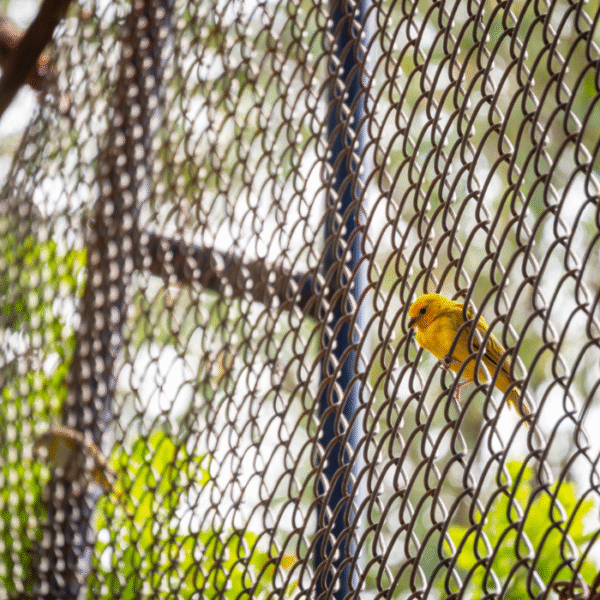 Anti Bird Nets - Image 3