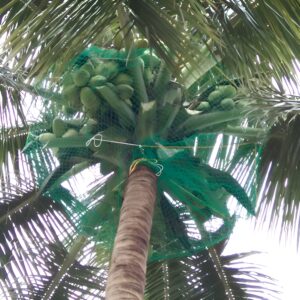 Coconut Tree Safety Nets