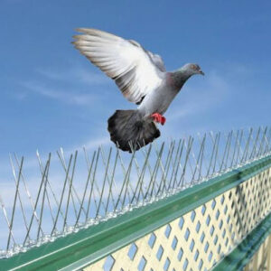 Bird Spikes